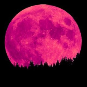 pink-moon